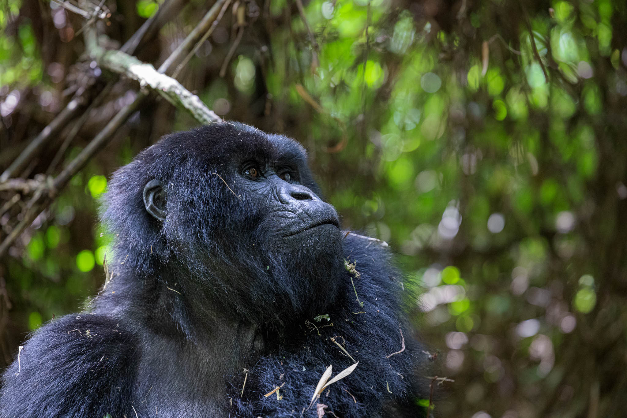 Rwanda Gorilla Research