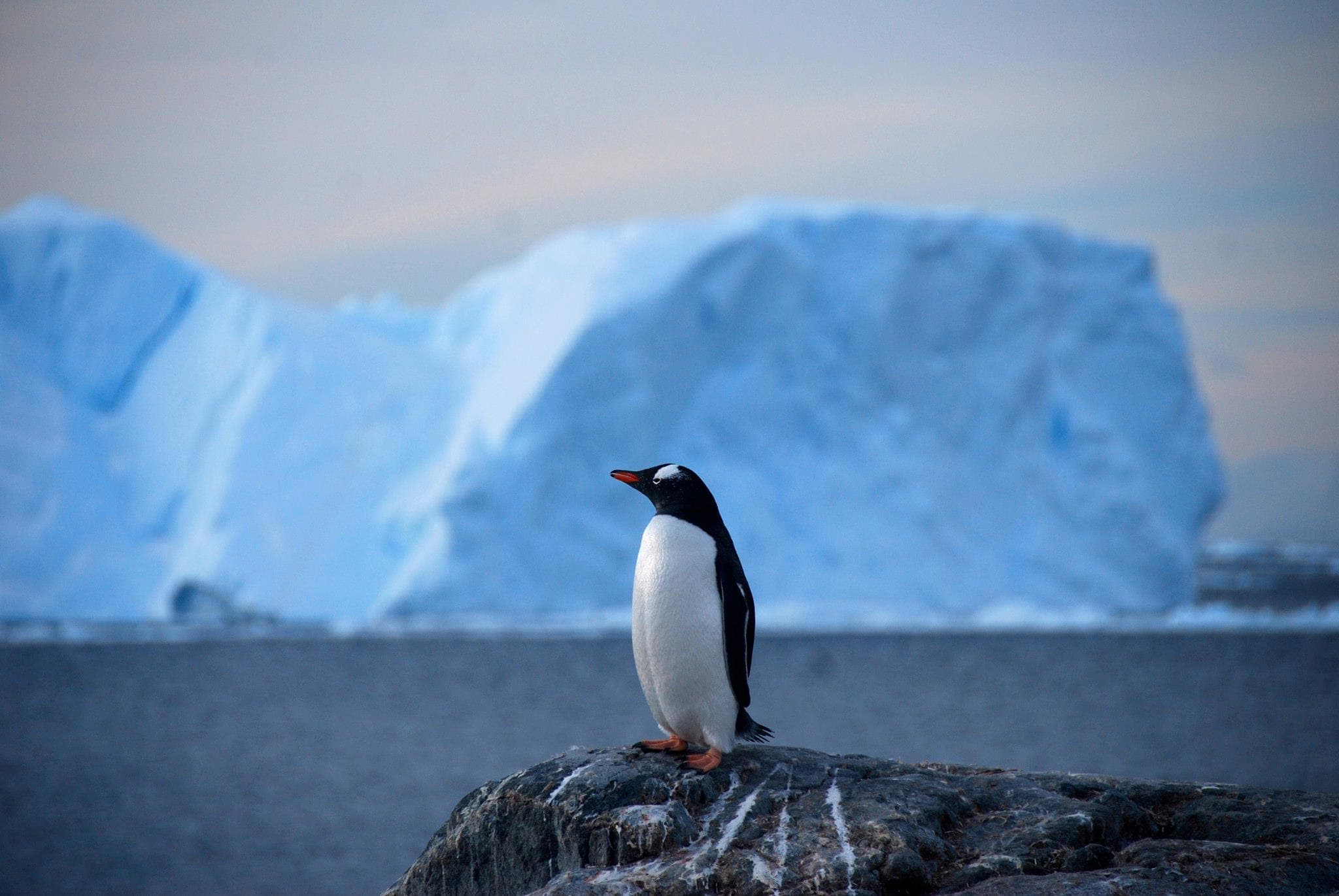 Antarctica Sailing Expedition