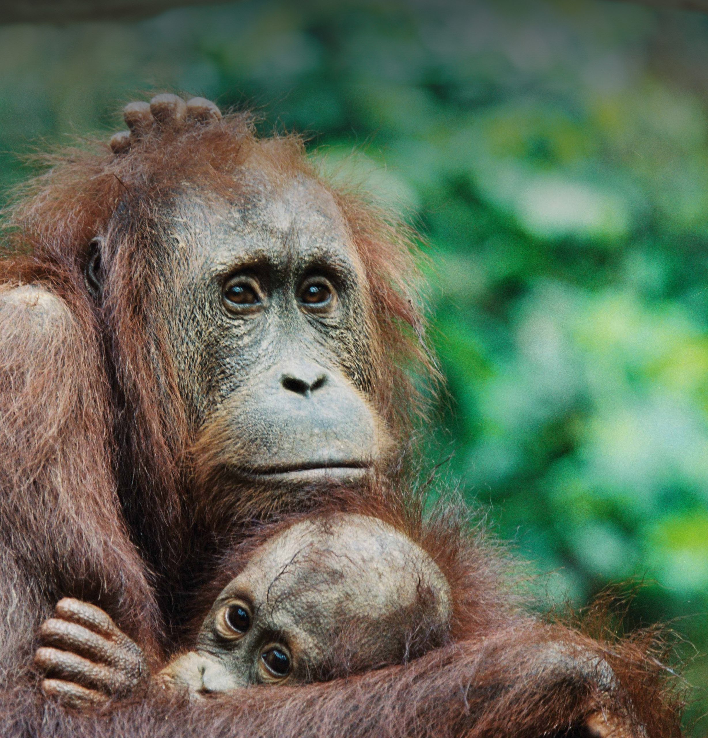 Borneo Photo Expedition