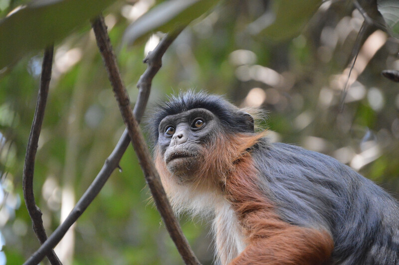 Red Colobus