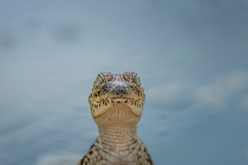 Cuban Crocodile