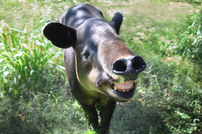 Indio Maíz-Tortuguero
