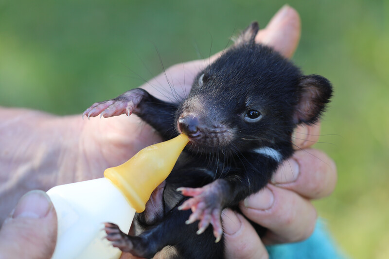 Tasmanian Devil
