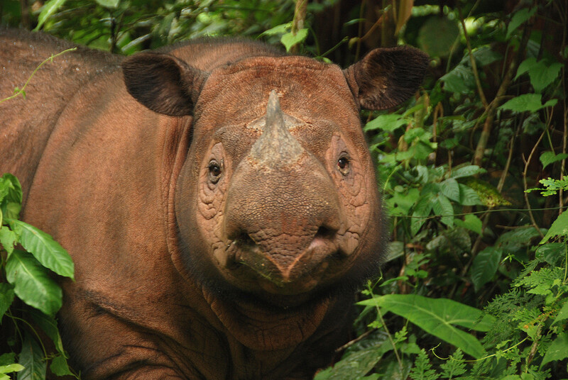 Sumatran Rhino